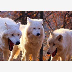 Laughing Wolves   Two Laughing One Serious   3 Wolves Loups   V
